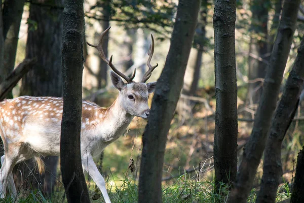 Damhirsche Herbstwald Niedliche Hirsche Spazieren Durch Den Wald Fauna Der — Stockfoto