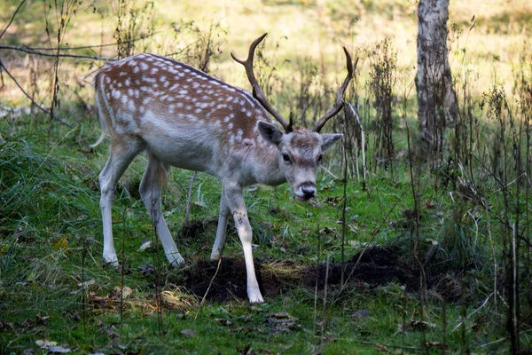 在秋天的森林里放飞鹿群 可爱的鹿儿在树林里散步 荷兰的Fauna 野生动物近照 — 图库照片