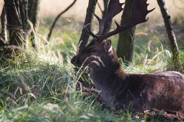 Uzavřete Fotku Fallow Deer Jelen Lese Mizející Jelen Podzimním Lese — Stock fotografie