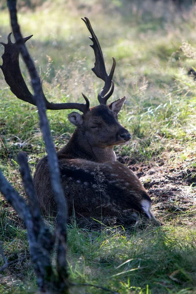 Deer Autumn Forest Wild Animal Nature Fauna Netherlands — Stock Photo, Image