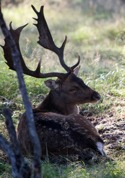 Ciervo Bosque Otoñal Animal Salvaje Naturaleza Fauna Los Países Bajos — Foto de Stock