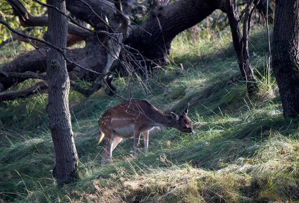 Ciervo Bosque Otoñal Animal Salvaje Naturaleza Fauna Los Países Bajos — Foto de Stock