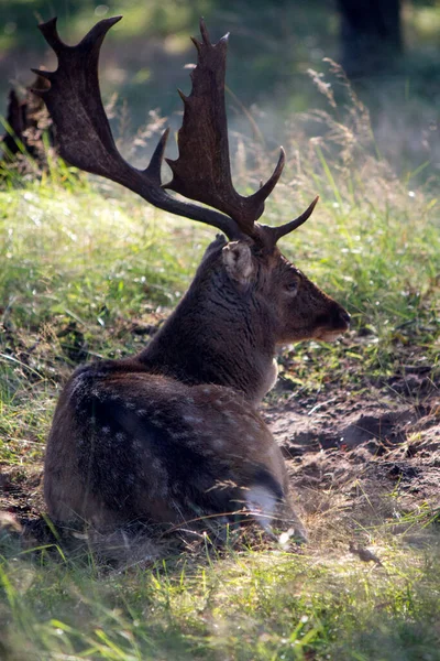 Rusa Hutan Musim Gugur Hewan Liar Alam Fauna Dari Belanda — Stok Foto