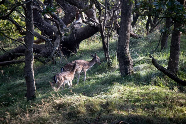 Damhirsche Herbstwald Niedliche Hirsche Spazieren Durch Den Wald Fauna Der — Stockfoto