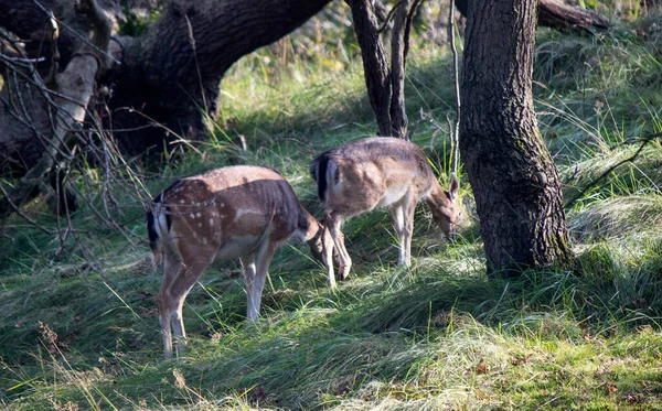 Rehe Herbstwald Wildtiere Der Natur Niederländische Fauna — Stockfoto