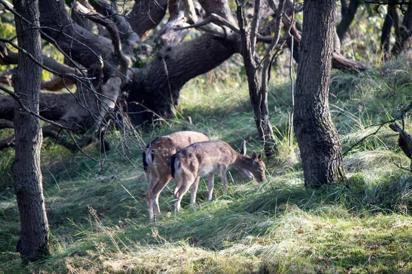 Ciervo Poca Profundidad Bosque Otoñal Lindo Ciervo Caminando Por Bosque — Foto de Stock