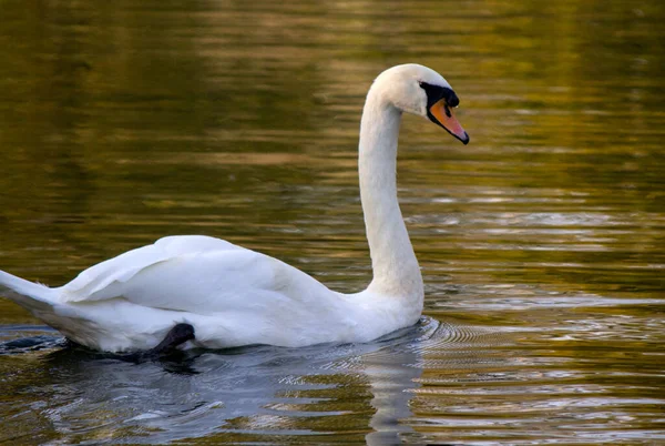 Swan floating on the water at sunrise. Beautiful reflections on water. Tranquil lake water. Sunny autumn day in a park.