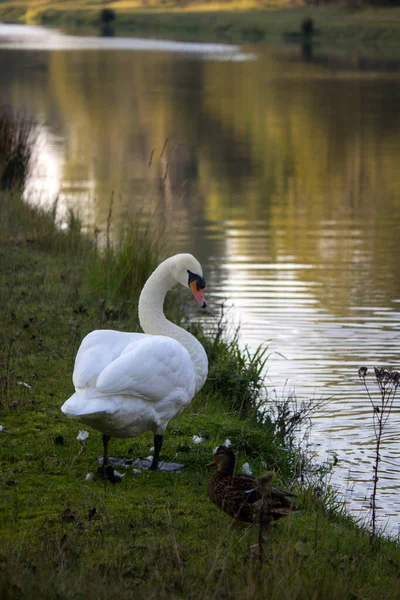 Two White Mute Swans Lake Calm Water Beautiful Reflections Warm — Stock Photo, Image
