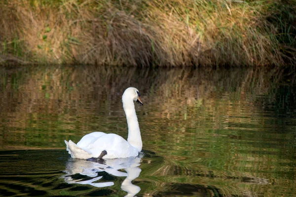 Лебеді Плавають Воді Світанку Прекрасні Роздуми Над Водою Спокійна Озерна — стокове фото