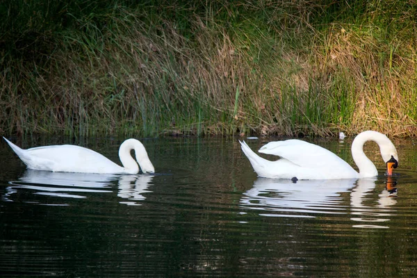 Два Белых Немых Лебедя Озере Спокойная Вода Красивые Отражения Теплый — стоковое фото