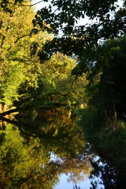 Ağaçlar su yüzeyine yansıyor. Parkta sonbahar sezonu. Avrupa 'da sonbahar. Soyut doğal arkaplan. 