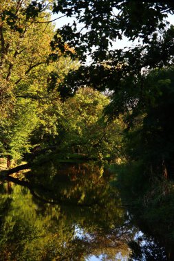 Ağaçlar su yüzeyine yansıyor. Parkta sonbahar sezonu. Avrupa 'da sonbahar. Soyut doğal arkaplan. 