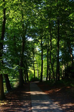 Güzel bir sonbahar parkında ayak izleri. Ormanda yürüyorum. Ormanda güneşli bir gün. 