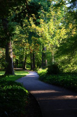 Sonbahar parkında güzel bir gün. Yeşil ağaçların arasından geçen yol. Hollanda parkında güneşli bir gün. Avrupa doğa manzarası fotoğrafı. 