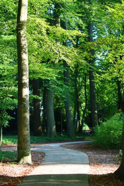 Sonbahar parkında güzel bir gün. Yeşil ağaçların arasından geçen yol. Hollanda parkında güneşli bir gün. Avrupa doğa manzarası fotoğrafı. 
