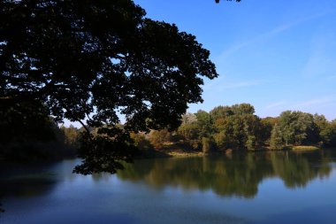 Parktaki güzel göl. Sakin mavi su, büyük yeşil ağaçlar, mavi gökyüzü. Sonbahar parkında güneşli bir gün. Hollanda 'nın Doğası. 