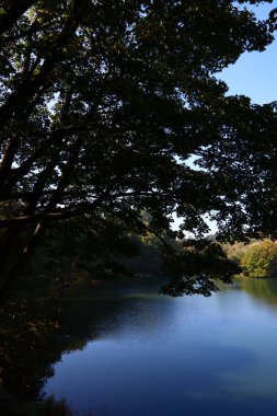 Ormandaki güzel ağaçlar. Soyut doğal arkaplan. Ormanda sonbahar sezonu. 