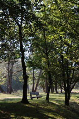 Ormandaki güzel ağaçlar. Soyut doğal arkaplan. Ormanda sonbahar sezonu. 