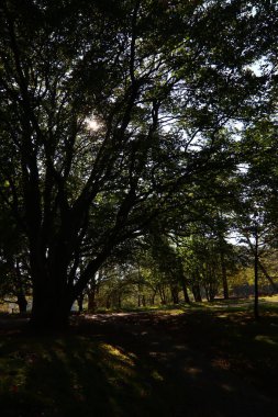 Ormandaki ağaçlar. Sonbahar mevsiminin güzel renkleri. Hollanda 'nın doğası. Avrupa manzara fotoğrafı. 