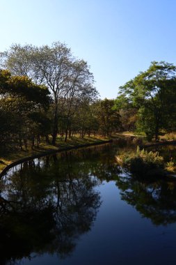 Parktaki güzel göl. Sakin mavi su, büyük yeşil ağaçlar, mavi gökyüzü. Sonbahar parkında güneşli bir gün. Hollanda 'nın Doğası. 