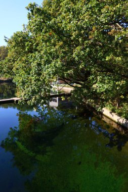 Parktaki yeşil ağaçlar. Sonbahar ormanında yeşil yapraklı büyük ağaçlar. Doğal soyut arka plan. Hollanda 'dan Flora. 