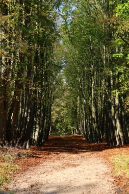 Ormanda sonbahar sezonu. Sonbahar ormanlarında yeşil ağaçlar, kırmızı yapraklar, yaya yolları boyunca güneş ışınları.... 