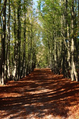 Ormanda sonbahar sezonu. Sonbahar ormanlarında yeşil ağaçlar, kırmızı yapraklar, yaya yolları boyunca güneş ışınları.... 