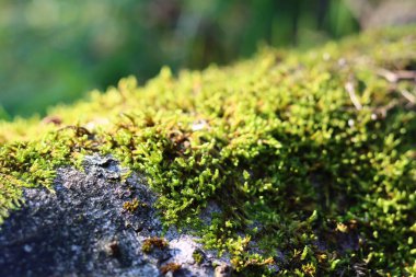 Yeşil yosun dokusu yakın çekim fotoğrafı. Ağaçtaki güzel yosun. Güz ormanı fotoğrafı.. 