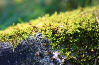 Yeşil yosun dokusu yakın çekim fotoğrafı. Ağaçtaki güzel yosun. Güz ormanı fotoğrafı.. 