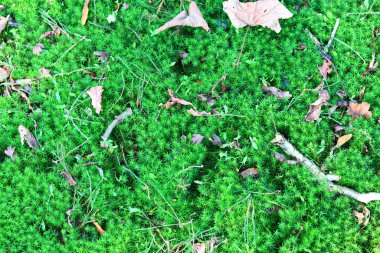 Yeşil yosun dokusu yakın çekim fotoğrafı. Ağaçtaki güzel yosun. Güz ormanı fotoğrafı.. 
