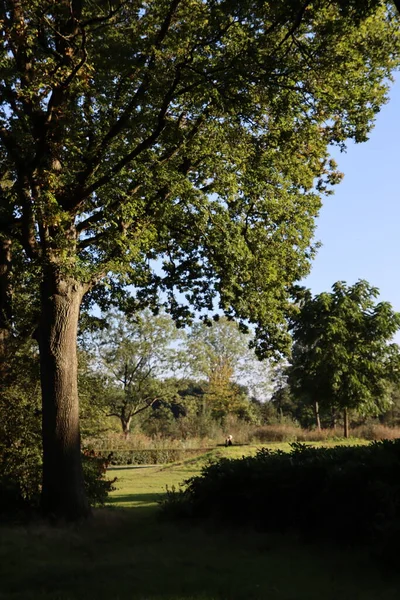 Voetpad Een Prachtig Herfstpark Wandelen Een Bos Zonnige Dag Het — Stockfoto