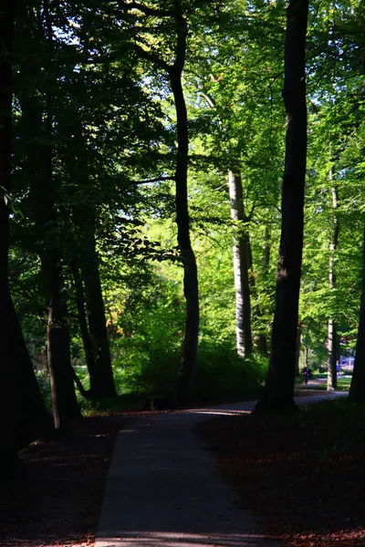 Fußweg Einem Schönen Herbstlichen Park Spaziergänge Wald Sonniger Tag Wald — Stockfoto