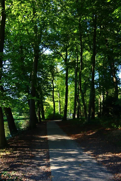 Güzel bir sonbahar parkında ayak izleri. Ormanda yürüyorum. Ormanda güneşli bir gün. 