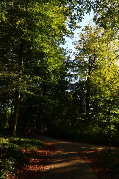 Μονοπάτι Ένα Όμορφο Φθινοπωρινό Πάρκο Περπατώντας Ένα Δάσος Ηλιόλουστη Μέρα — Φωτογραφία Αρχείου