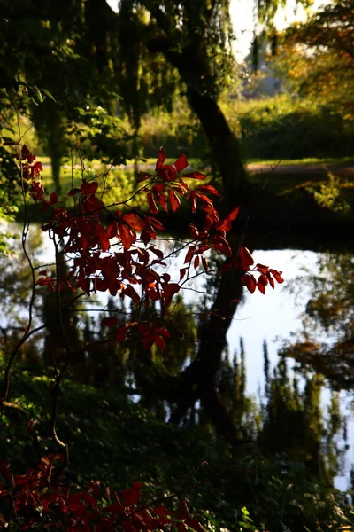 Arbres Réflexions Sur Surface Eau Saison Automne Dans Parc Automne — Photo