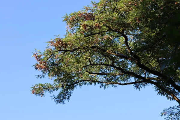Зелені Дерева Парку Великі Дерева Зеленим Листям Осіннього Лісу Природний — стокове фото