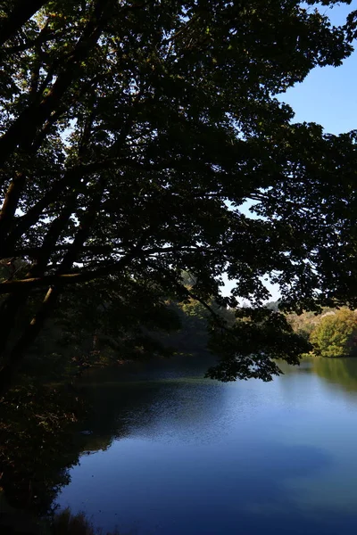 Ormandaki güzel ağaçlar. Soyut doğal arkaplan. Ormanda sonbahar sezonu. 