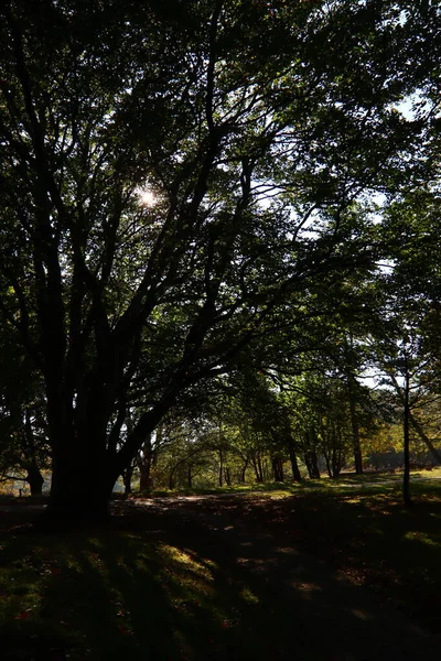 Ormandaki ağaçlar. Sonbahar mevsiminin güzel renkleri. Hollanda 'nın doğası. Avrupa manzara fotoğrafı. 