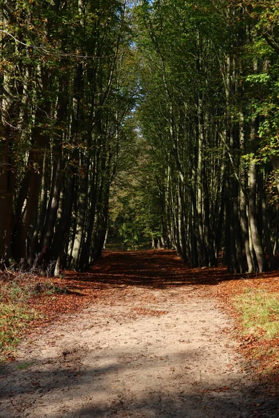 Época Outono Floresta Raios Sol Através Das Árvores Verdes Folhas — Fotografia de Stock