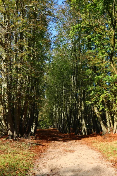 Ormanda sonbahar sezonu. Sonbahar ormanlarında yeşil ağaçlar, kırmızı yapraklar, yaya yolları boyunca güneş ışınları.... 