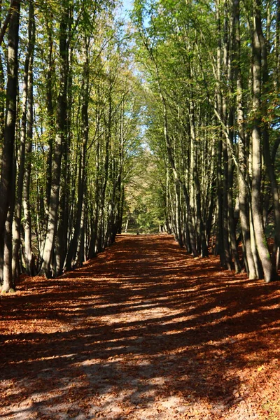 Ormanda sonbahar sezonu. Sonbahar ormanlarında yeşil ağaçlar, kırmızı yapraklar, yaya yolları boyunca güneş ışınları.... 