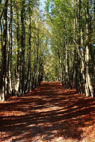 Ormanda sonbahar sezonu. Sonbahar ormanlarında yeşil ağaçlar, kırmızı yapraklar, yaya yolları boyunca güneş ışınları.... 