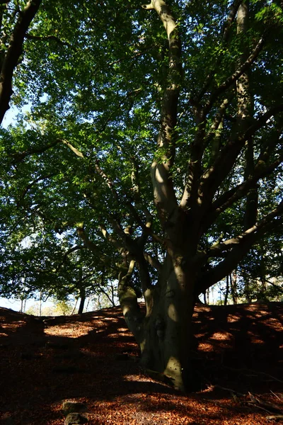 Stromy Lese Krásné Barvy Podzimní Sezóny Povaha Nizozemska Fotografie Evropské — Stock fotografie