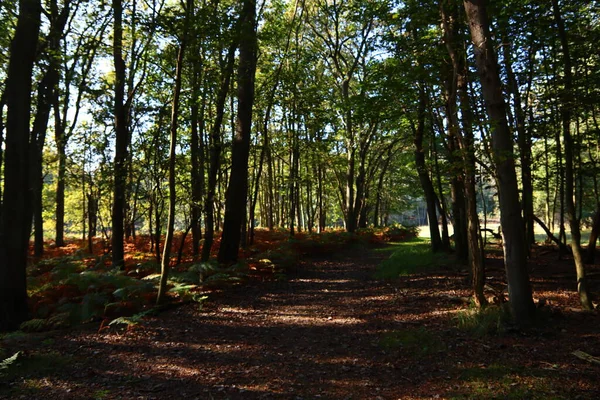 Podzimní Sezóna Lese Sluneční Paprsky Koryto Zelené Stromy Červené Listy — Stock fotografie