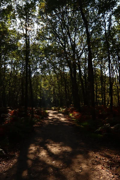 Krásný Den Podzimním Parku Stezkové Koryto Zelených Stromů Slunečný Den — Stock fotografie