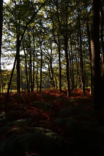 Őszi Szezon Erdőben Napsugarak Keresztül Zöld Fák Vörös Levelek Gyalogos — Stock Fotó