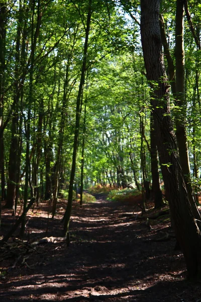 Herbstzeit Wald Sonnenstrahlen Durch Die Grünen Bäume Rotes Laub Fußweg — Stockfoto