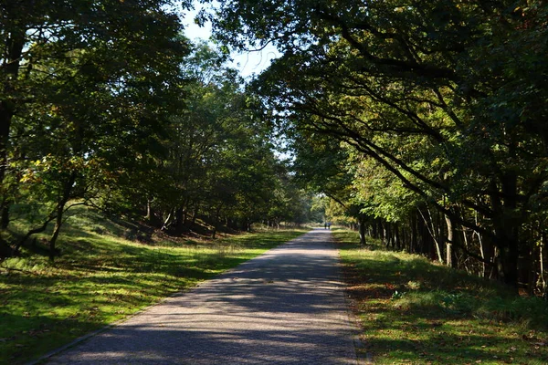Schöner Tag Herbstpark Weg Durch Grüne Bäume Sonniger Tag Holländischen — Stockfoto