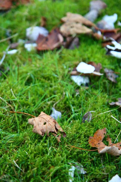 Bunte Herbstblätter Auf Dem Boden Abstrakter Natürlicher Hintergrund Hintergrund Zur — Stockfoto