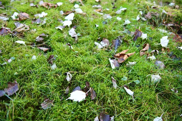 Colorful Autumn Leaves Ground Abstract Natural Background Fall Season Background — Stock Photo, Image